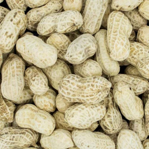 Yiu Fung Store Salt Peanuts 600g