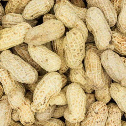 Yiu Fung Store Salt Small Peanuts 600g