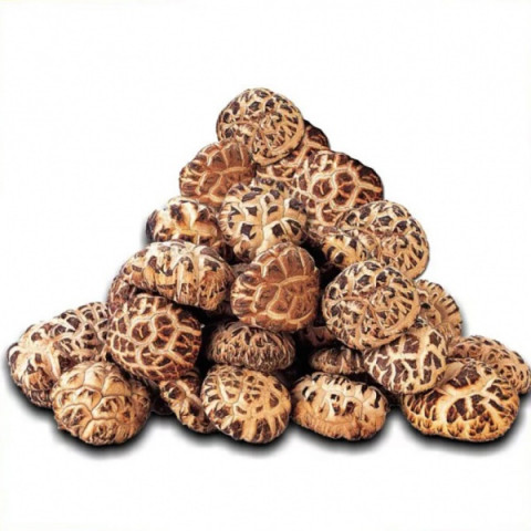 First Edible Nest Dried Mushroom 600g