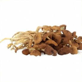 First Edible Nest Tea Plant Mushroom 300g